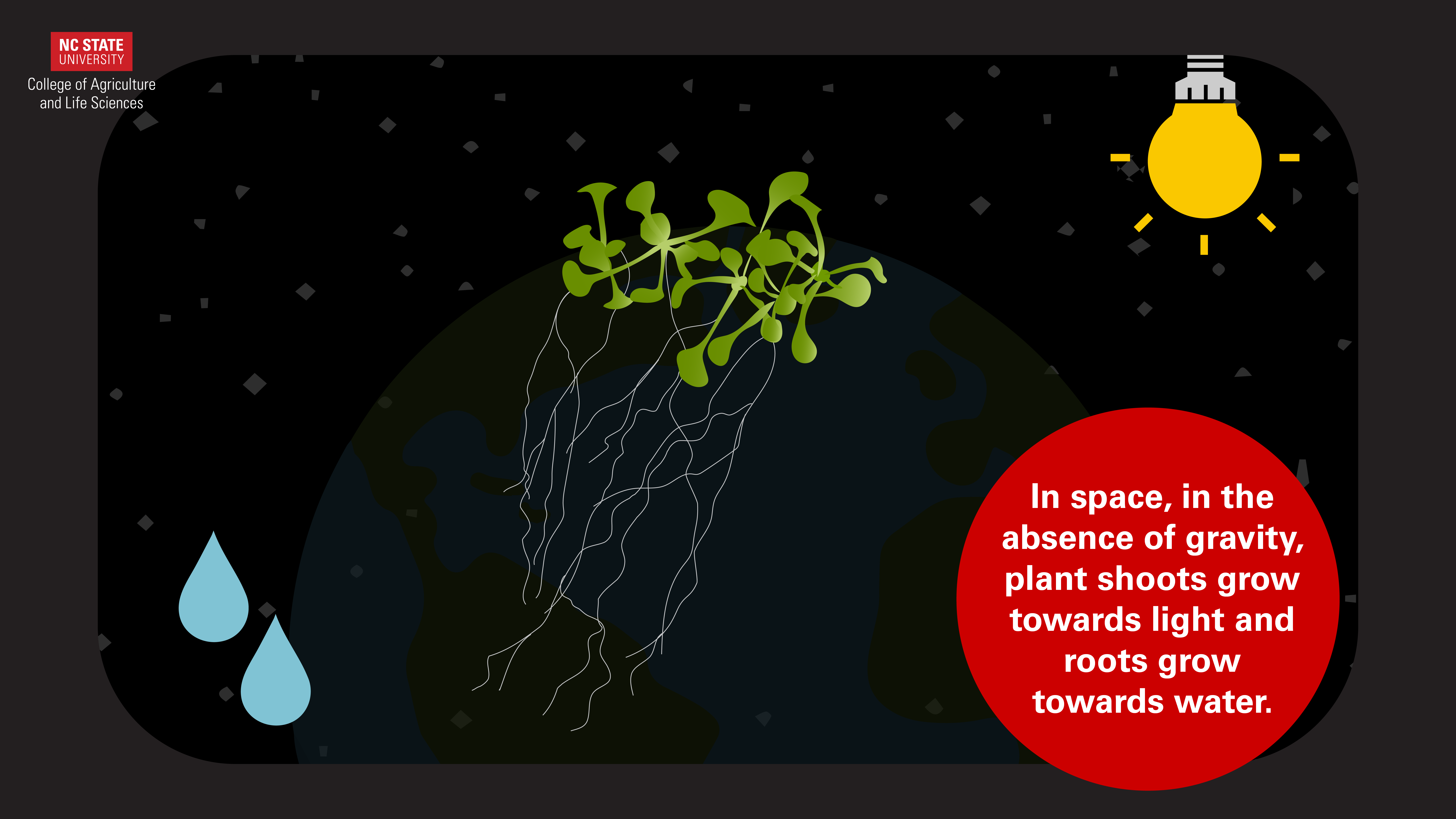 motion graphic of how plants grow in space