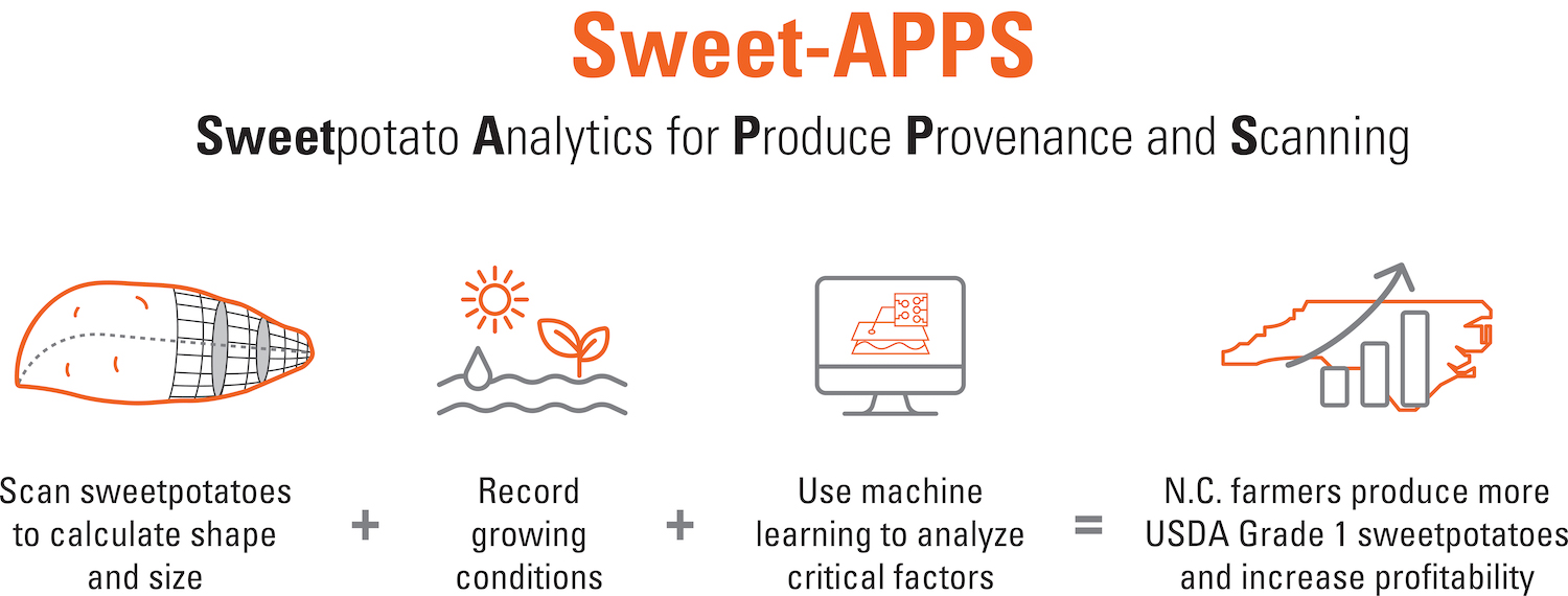 Sweet-APPS graphic shows the process of scanning sweetpotatoes, recording growing conditions, and using machine learning to produce USDA Grade 1 sweetpotatoes.