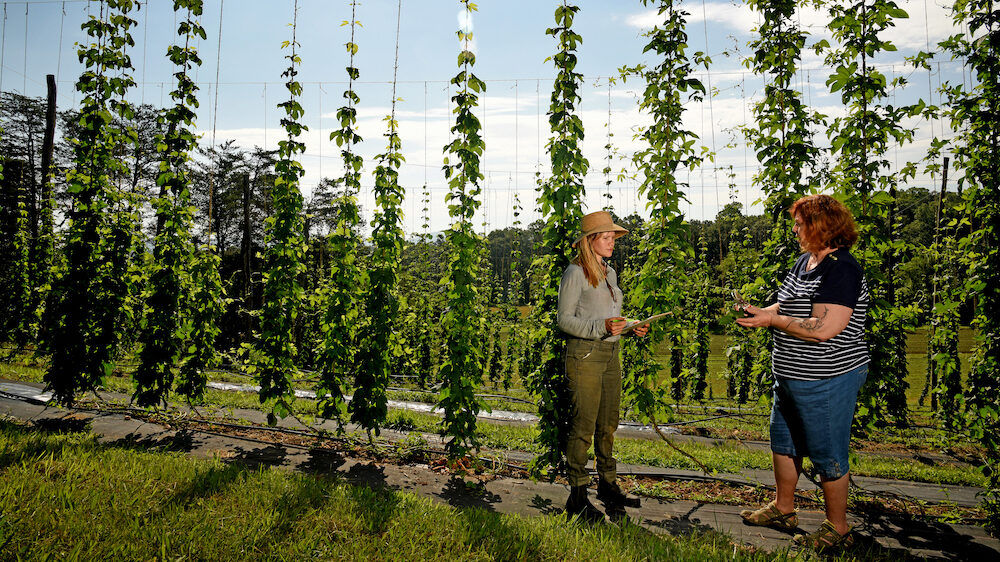 two women stand in front of local hops plants