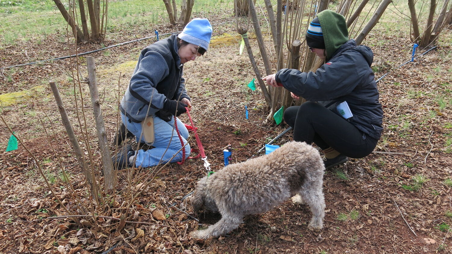 Truffle dog Monza with her trainer and a researcher at Mountain Research Station, has found over 50 black Périgord truffles in the NC State orchard.
