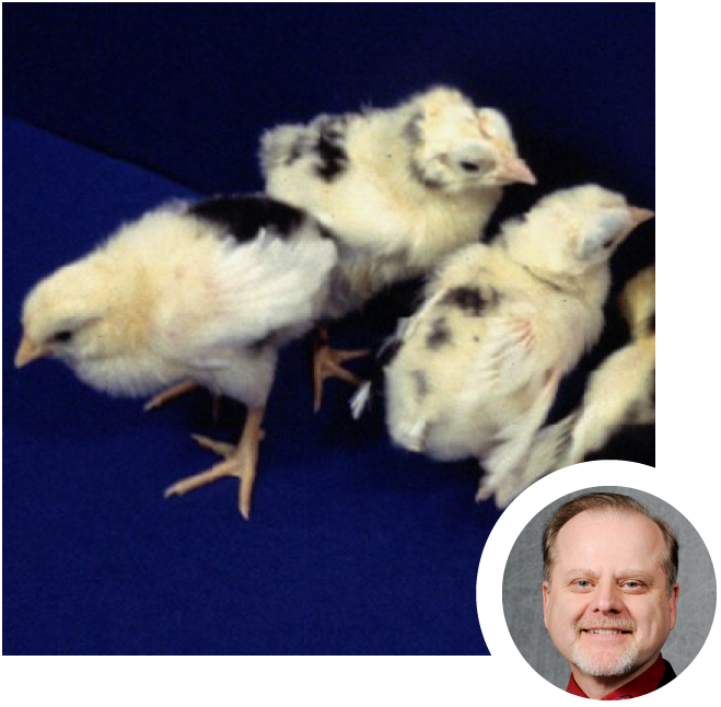 four chicks and Petitte headshot