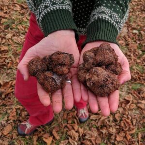 two truffles held in someones hand