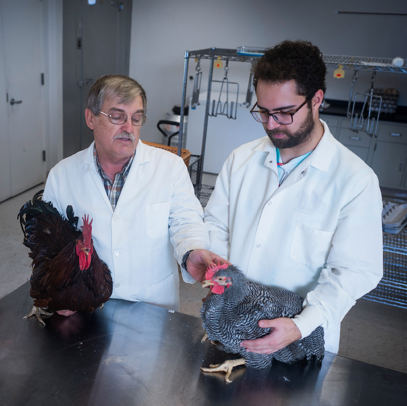 two researchers examine poultry in a lab