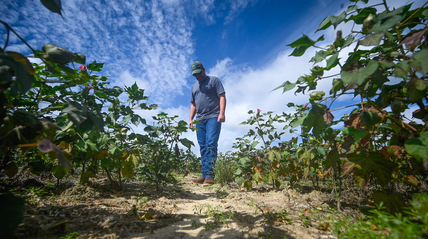 graduate student Matthew Starr walks in a cotton field