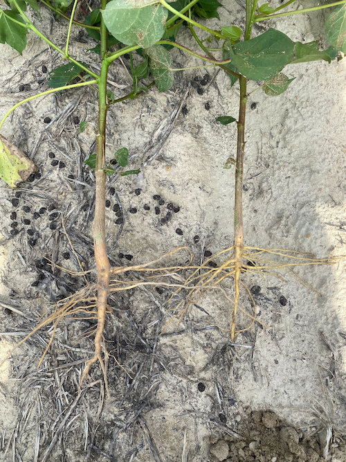 two plants with different biostimulant applications. one plant root network is significantly more developed