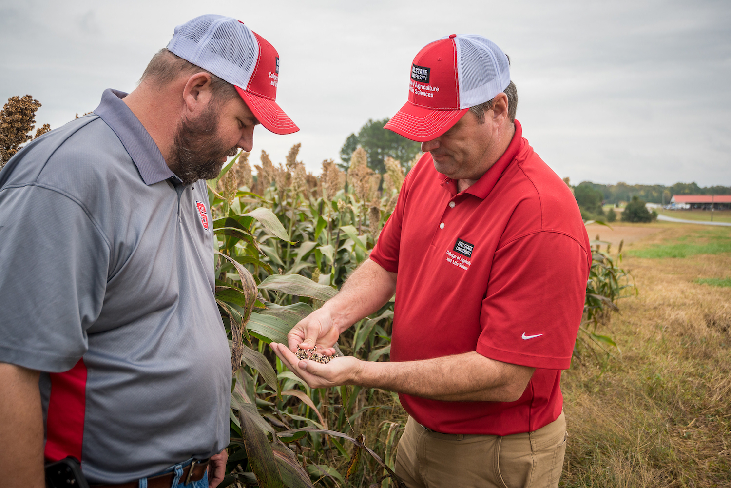 Philip Newton and Chad Carter inspect sorghum crop.