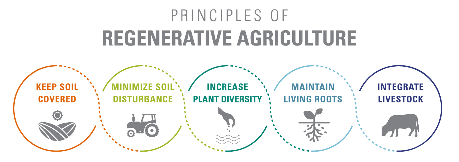 The five principles of Regenerative Agriculture are: keep soil covered, minimize soil disturbance, increase plant diversity maintain living roots, and integrate livestock.