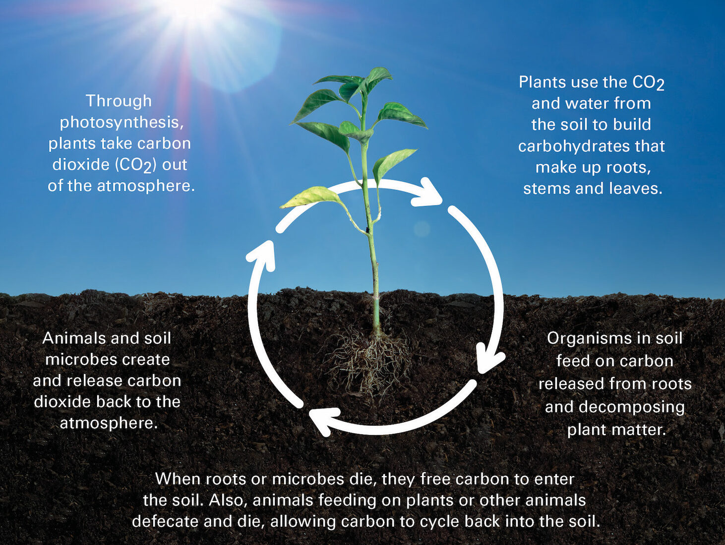 the stages of the carbon cycle