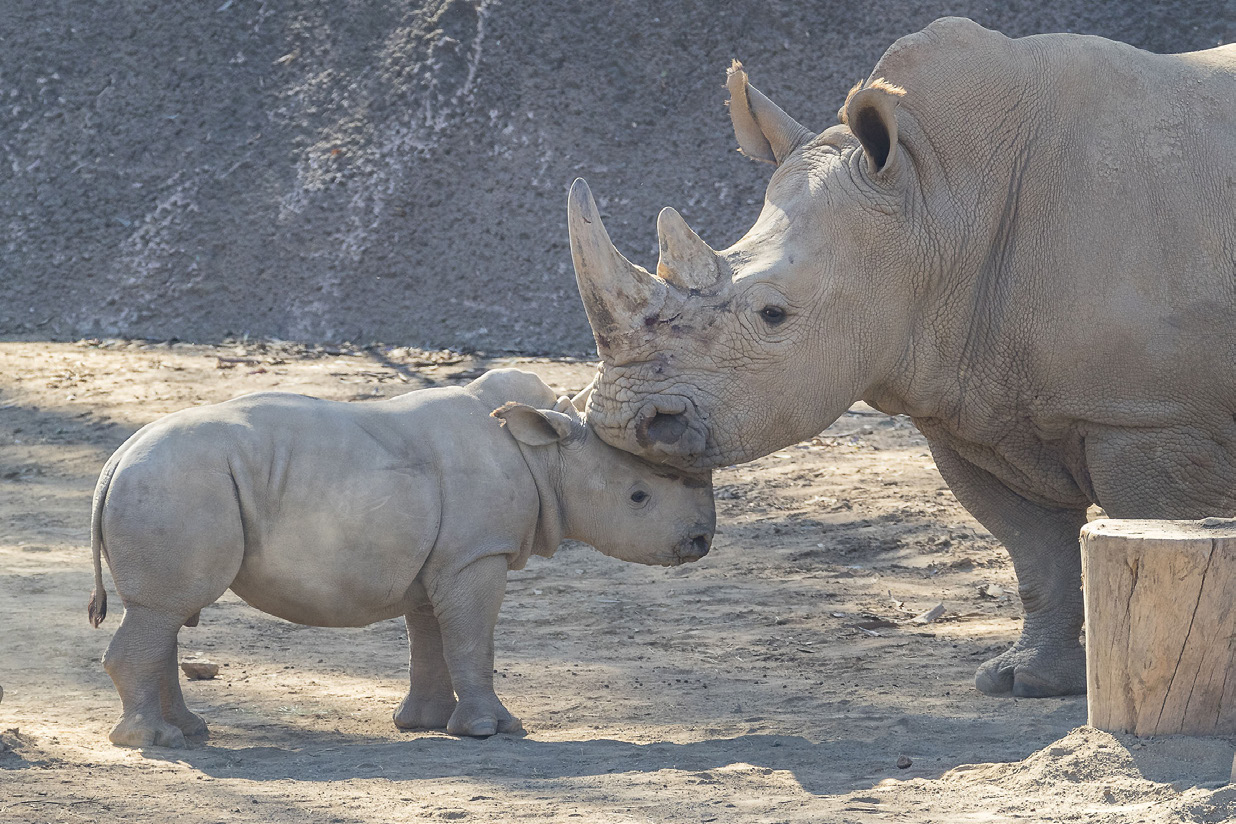 Edward, a southern white rhino born in 2019 through artificial insemination, and his mother, Victoria.