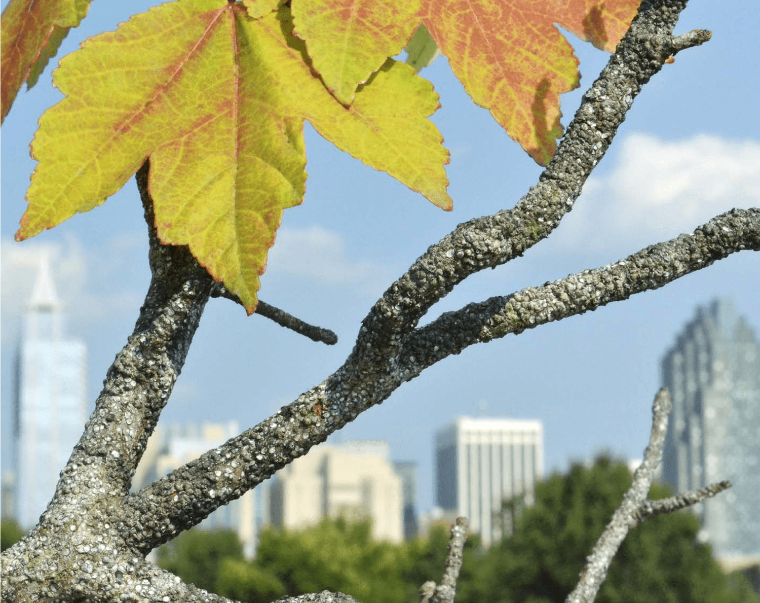 Scale insects on an urban tree