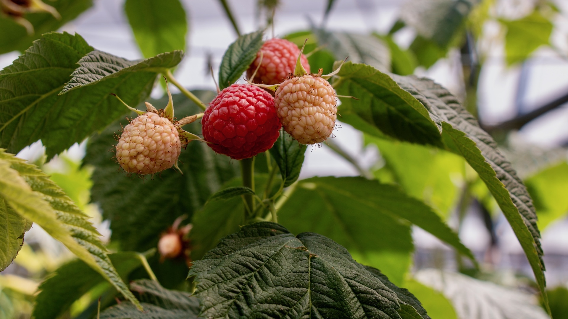 raspberries