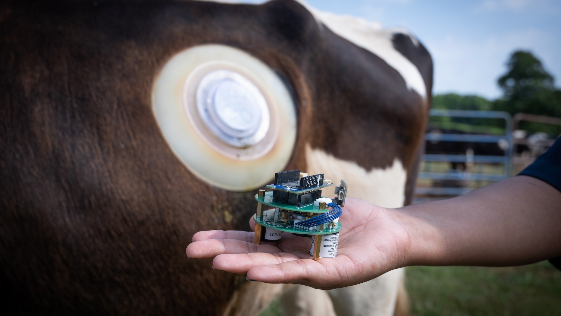 a biosensor that is installed directly into the cow's gut.