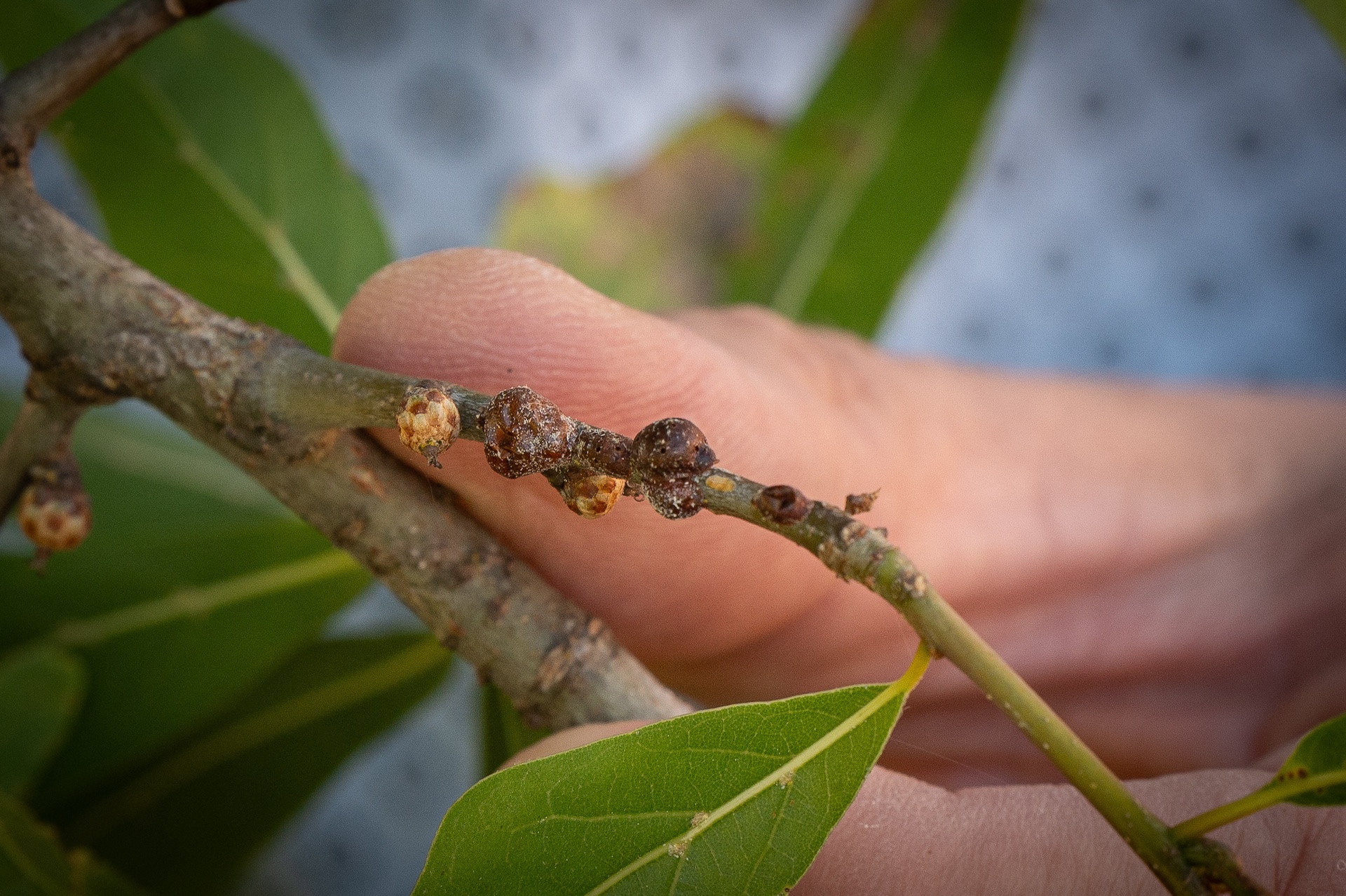 Close-up view of scale insects.