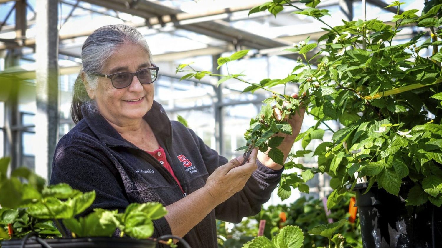 Gina Fernandez examining caneberries.