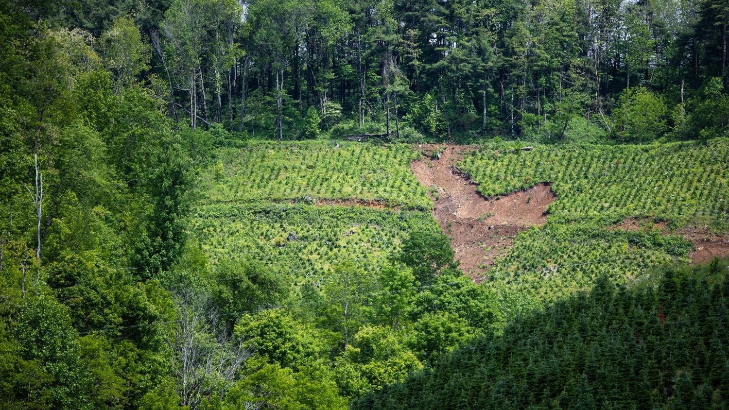 storm damage to trees