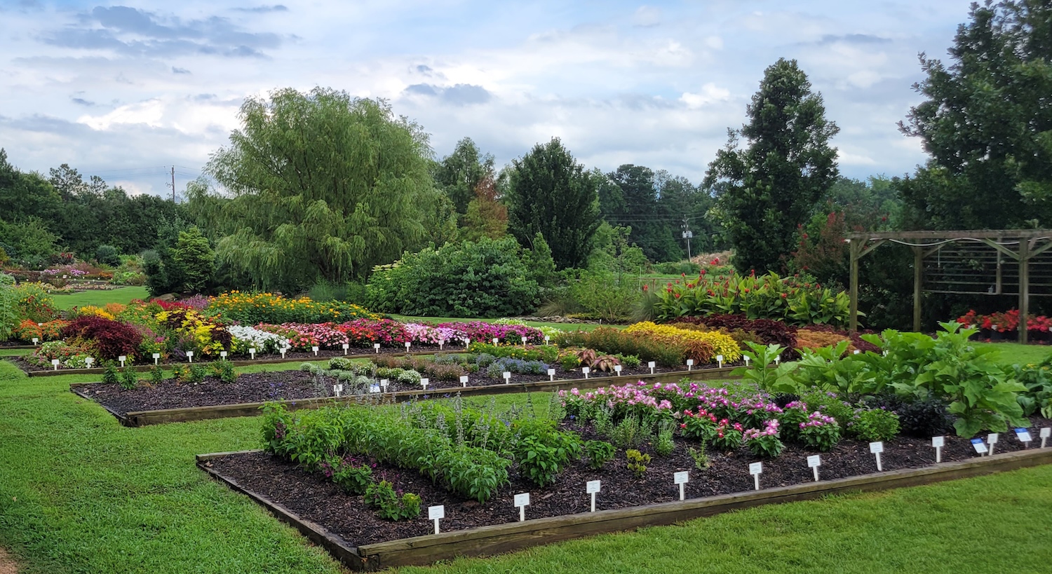 rows of plants in a garden