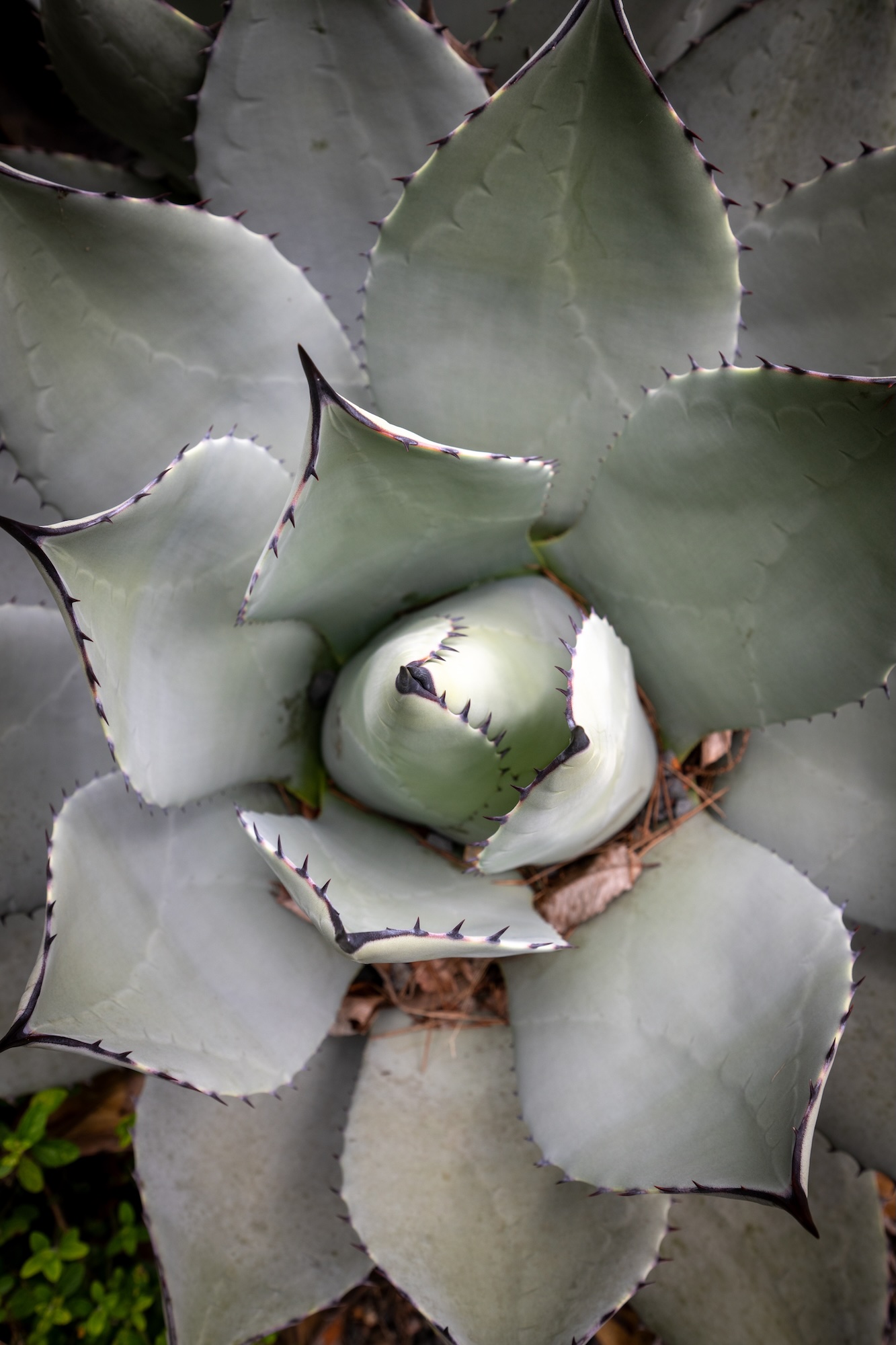 succulent