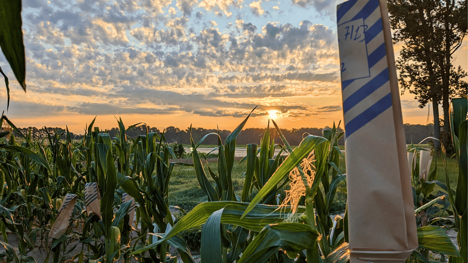 field of corn