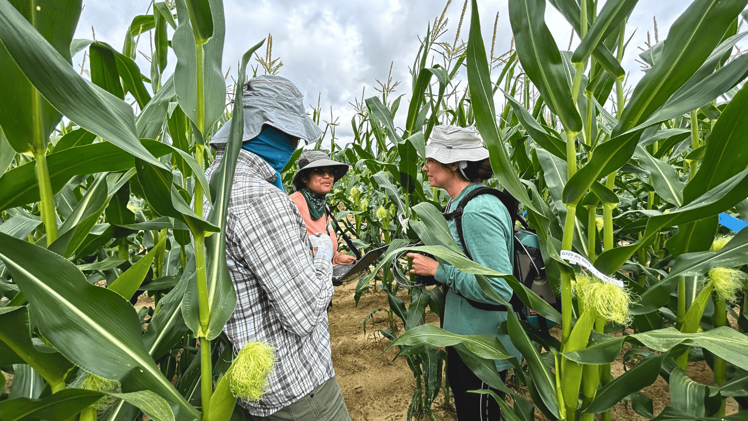three people standing in a field of corn