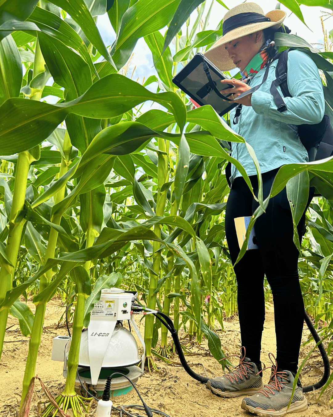 girl standing in a field of corn with technology