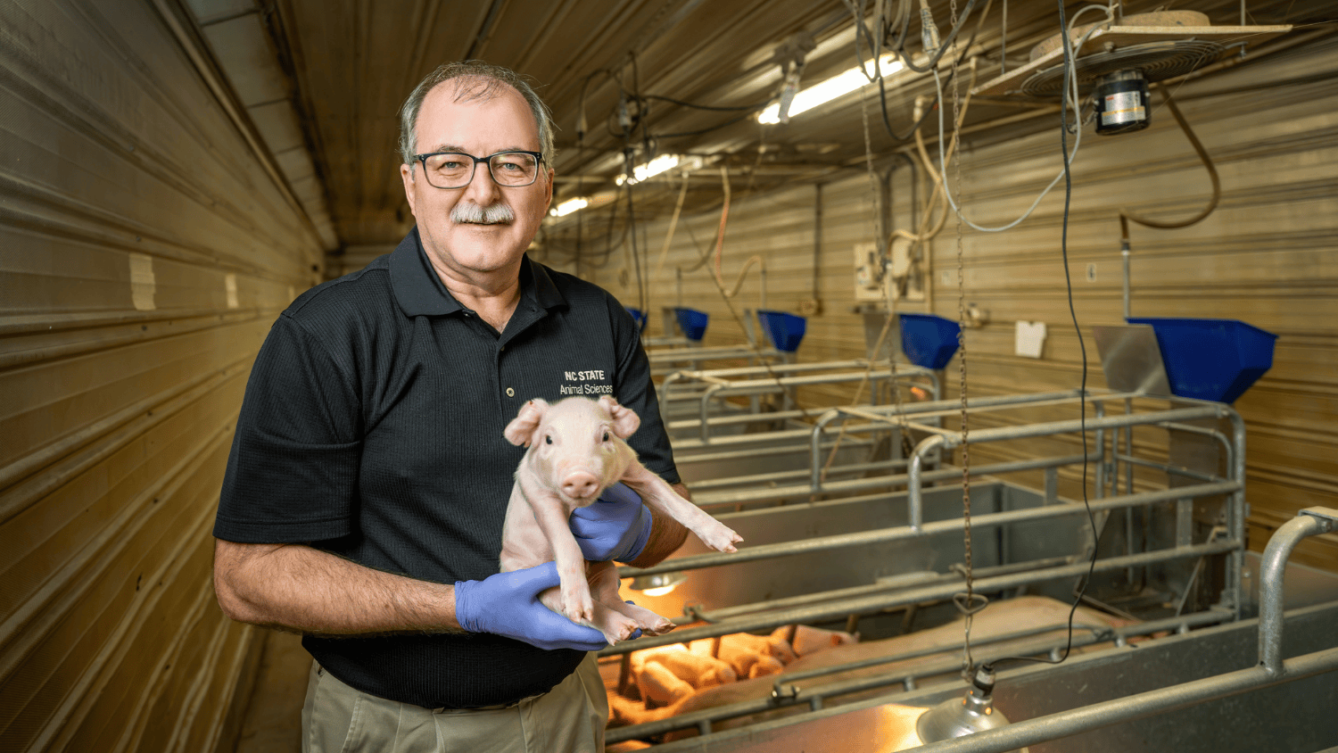 a man holds a piglet inside a barn